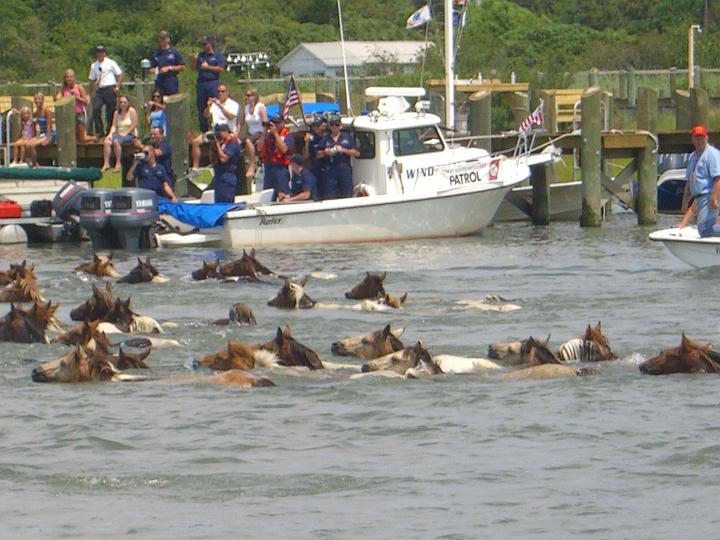 Chincoteague Pony Swim July 2007 060.JPG